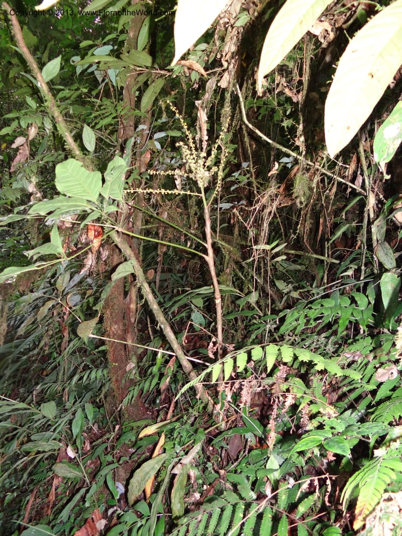 Schefflera bipalmatifolia, SAN.153212--Malaysia, Sabah. Mt. Kinabalu. 5 Apr 2012. DSC06767 (119).JPG