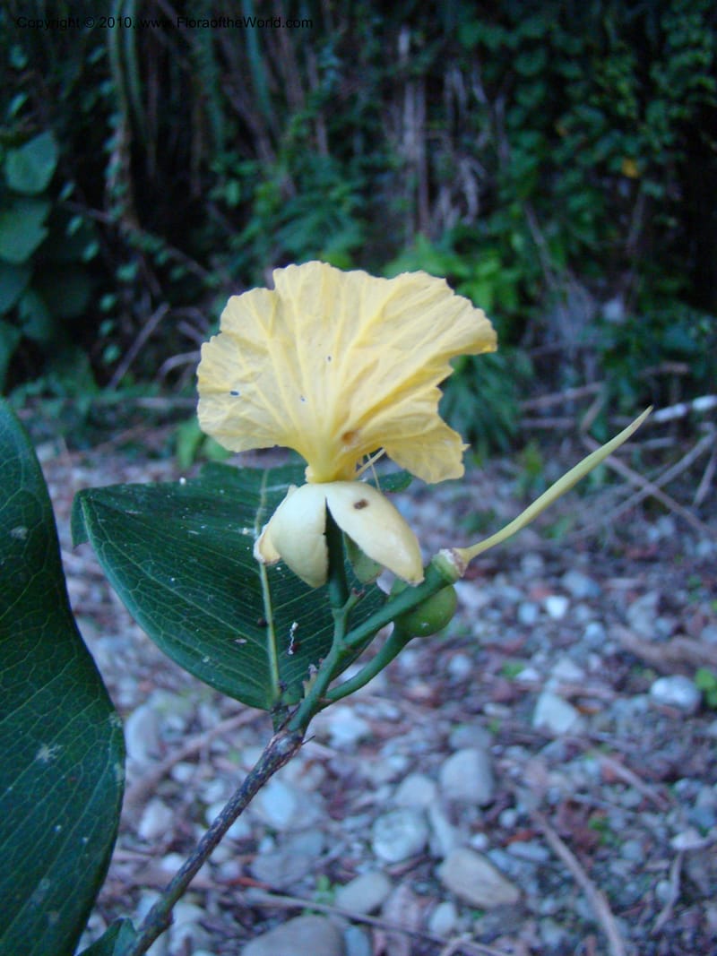 Swartzia ochnacea, B. Hammel 24663--Costa Rica. Prov. Limon. Selva Bananito Lodge. 12 Apr 08. 395 (4).jpg