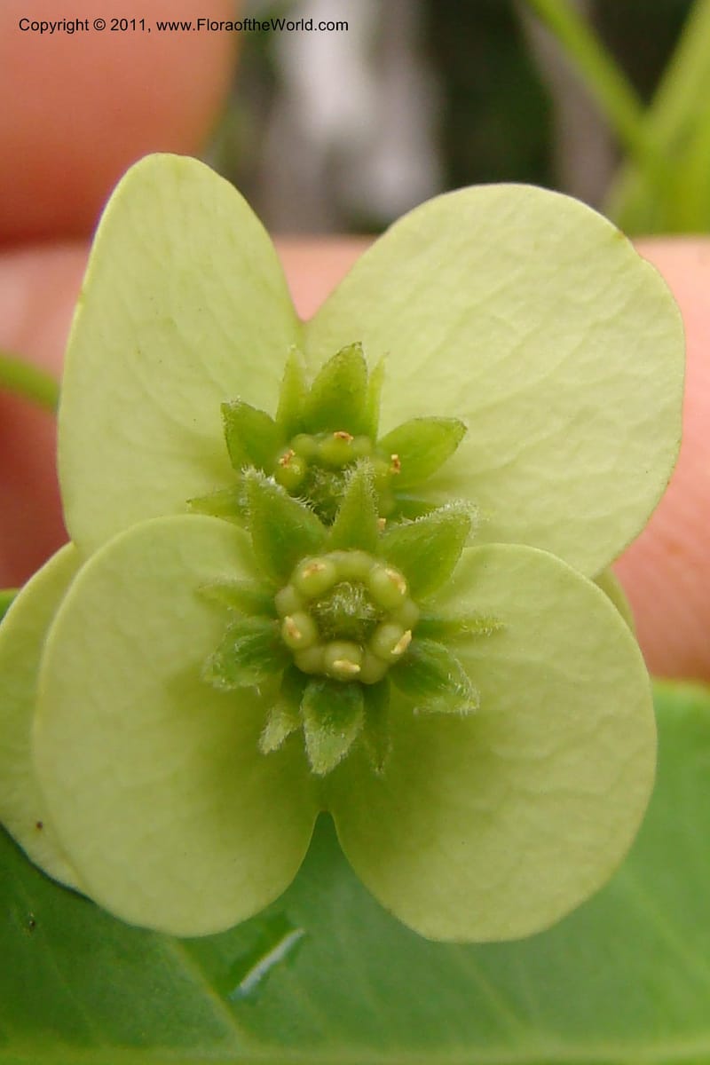 Homalium involucratum, Razafindraibe 190--Madagascar. Prov. Fianarantsoa. RN 12. 14 Jan 09. 019 (14).jpg