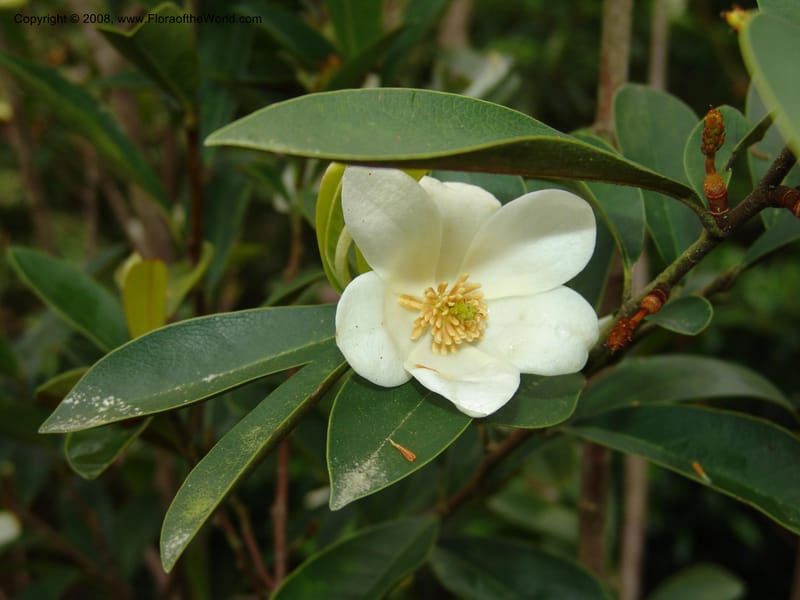 Michelia crassipes--CA. San Francisco Botanical Garden (Strybing Arb.). 30 Mch 06. 089.jpg