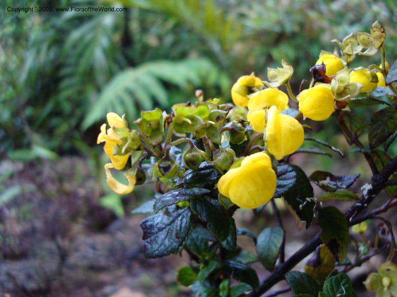 Calceolaria...DN16028,Ecuador.Prov.ZamoraC.Podocarpus,Tapichalaca26Sep2007 114.jpg