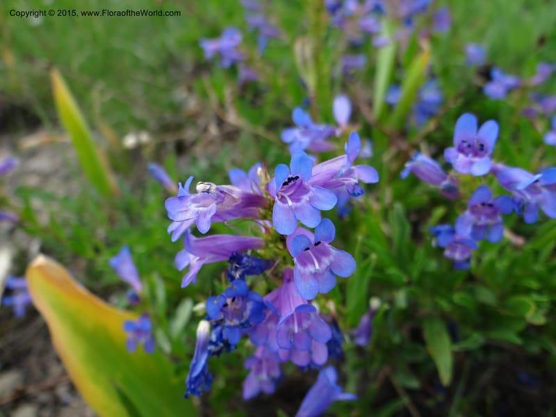 Penstemon leonardii, Mansfield, D 12-644--ID. Bear Lake Co. Mt. Sherman. 13 Jul 2012. DSC03679 (40).JPG