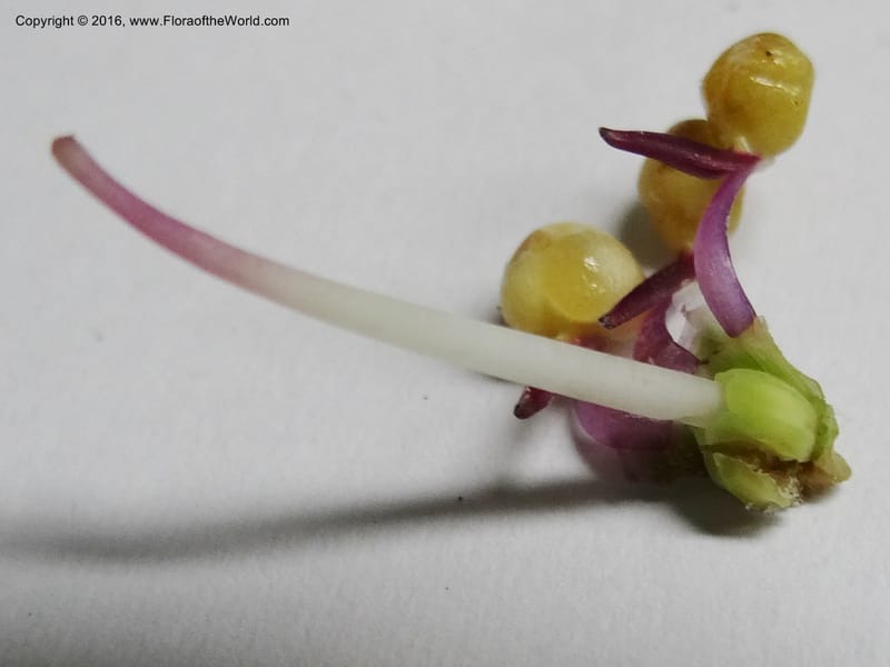Axinaea quitensis, Ulloa, C 2275--Ecuador. Zamora-Chinchipe. San Francisco. 28 Sep 2012. DSC05248 (416).JPG