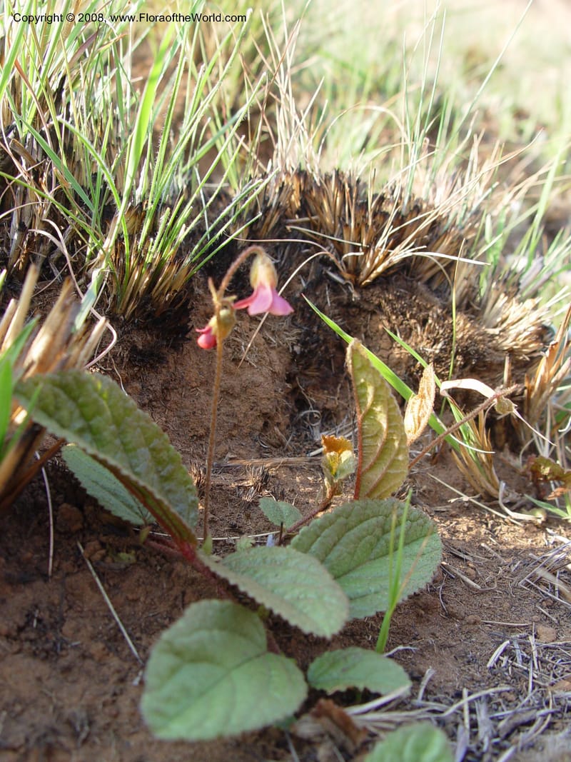 Hermannia woodii--So. Africa. Drakensberg Mts. Giant's Castle. 4 Oct 03. 015.jpg