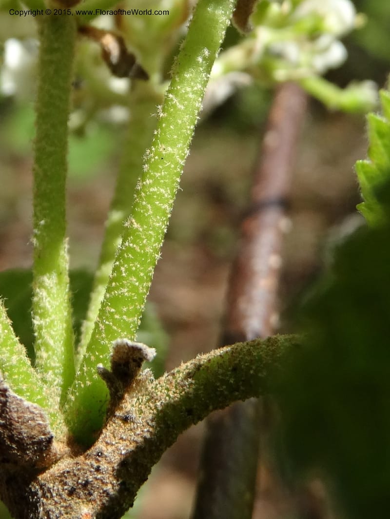 Viburnum lantanoides, Davidson, C 12961--North Carolina. Trans. Co. Beech Gap on BRP. 12 May 2015. DSC04240 (40).JPG