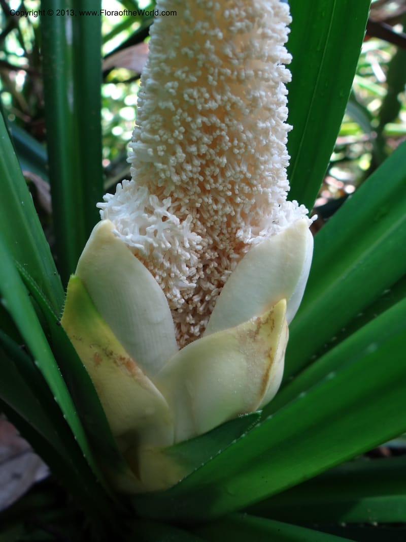 Pandanus fusinus, Callmander 1007--Sarawak. Gunong Fairy. 27 Mar 2012. DSC05550 (3).JPG