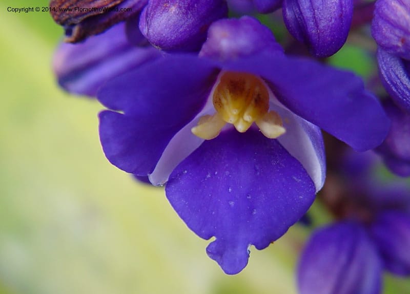 Dichorisandra thyrsiflora--Costa Rica. Hotel Bougainvill. 3D0 (1).jpg