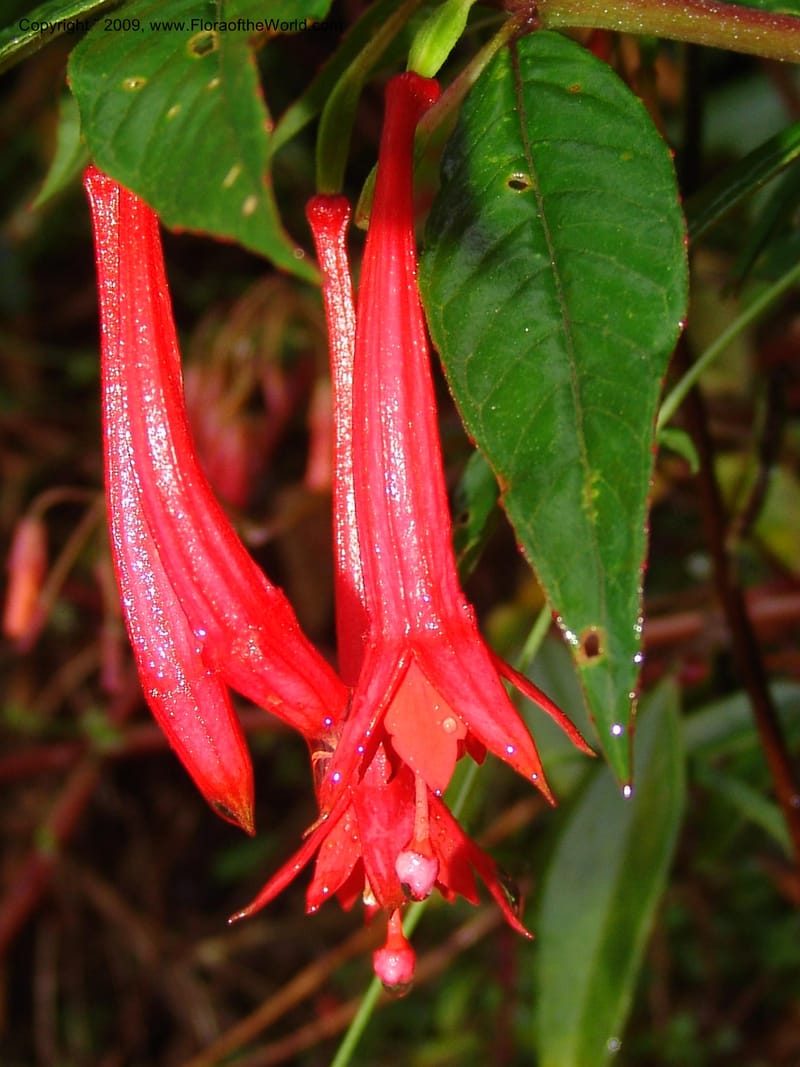 Fuchsia, DNeill16009--Ecuador. Zam. Ch. Res.Tapichalaca. Roadside. 25 Sep 07. 031.jpg