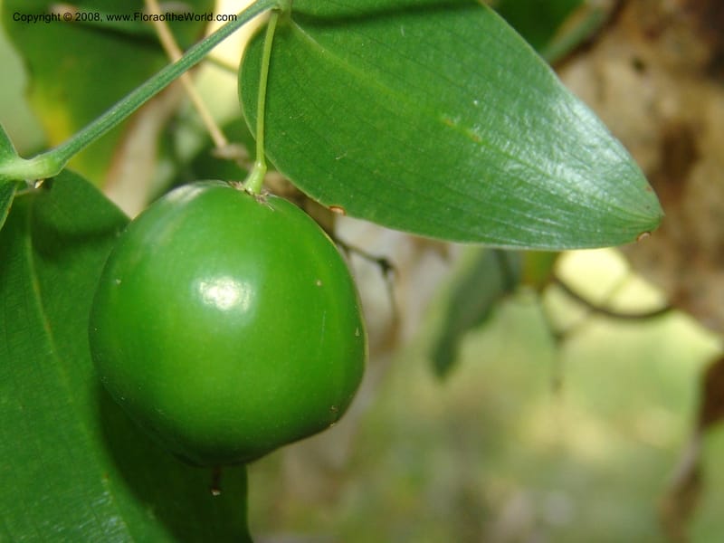 Behnia reticulata--So.Africa. Mpumal. Buffelskloof Private Nat. Res. 17 Mch 05. 258.jpg