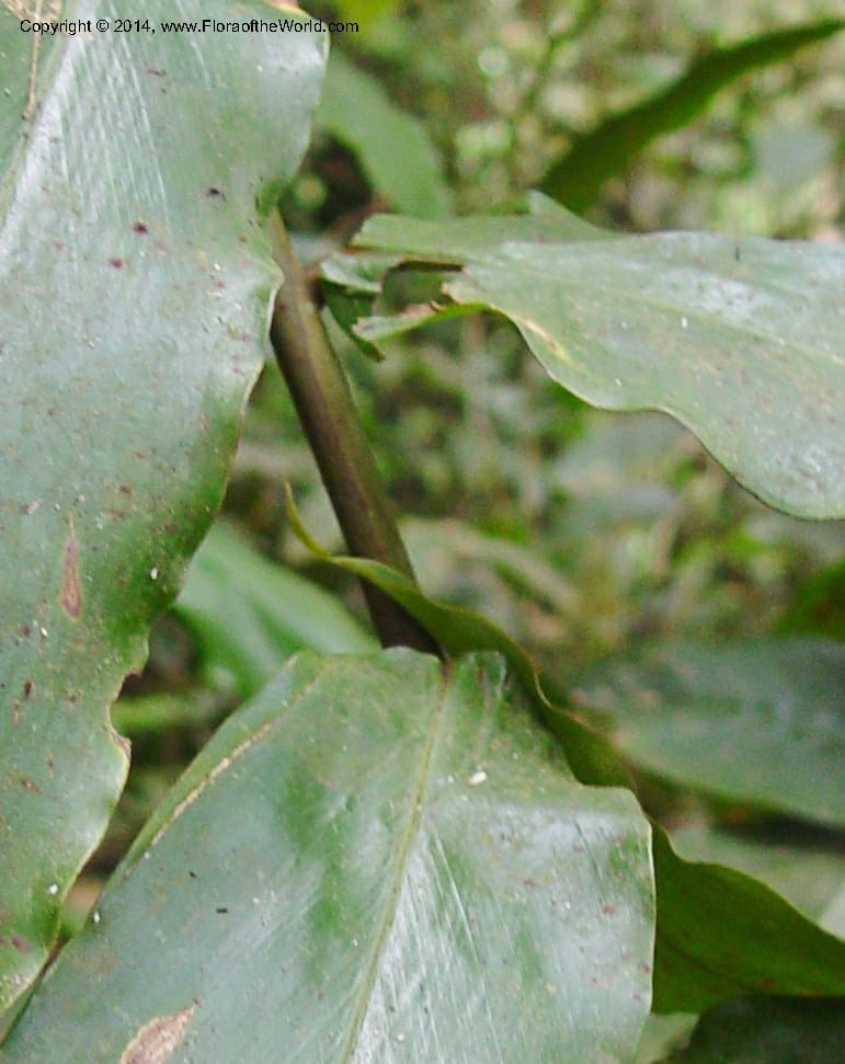 Aframomum sceptrum--Cameroon. Mt. Cameroon. 5 Dec 03. 152a (3).jpg