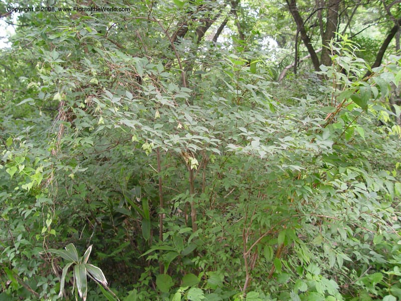 Staphylea bumalda--Japan. Honshu. Shiga Pref. Ibukiyama. 18 Jul 03. 010.jpg