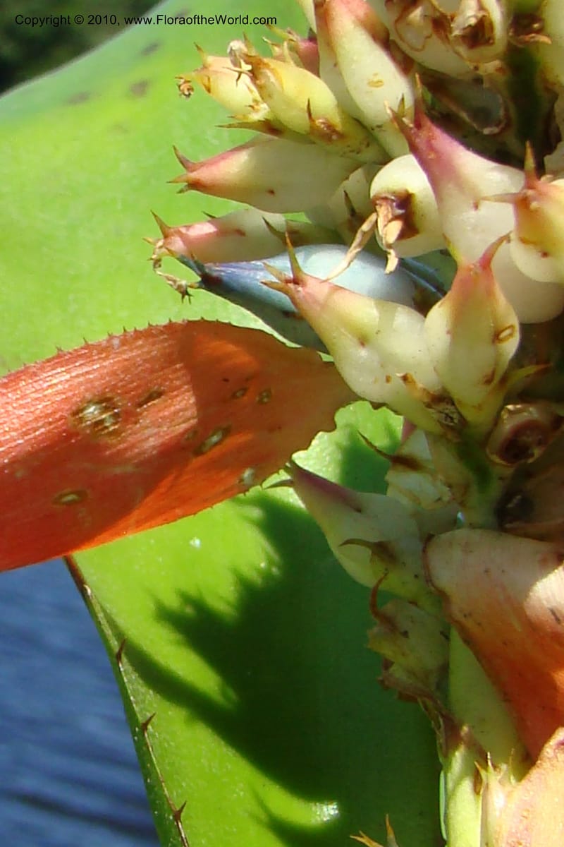 Aechmea, R. Vasquez 34537--Peru. Pacaya Samiria. Yantacocha. 5 Nov 08. 053.jpg