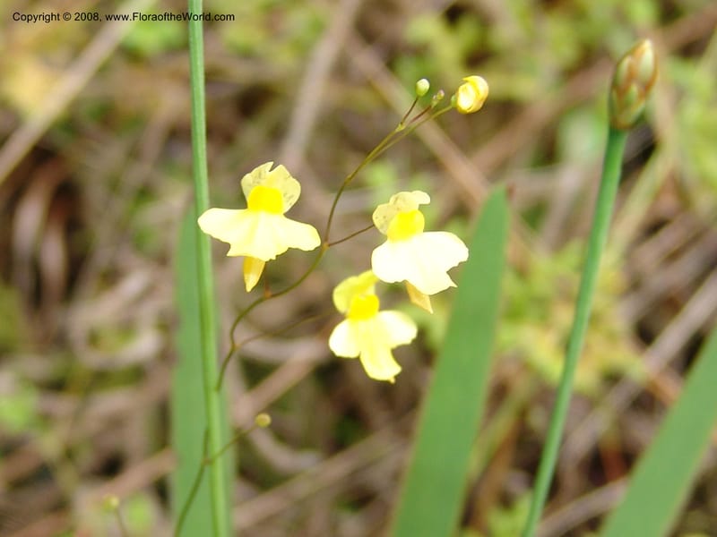 Utricularia subulata, GWalters1646--Gabon. Prv. Estuaire. Mondah For. 16 Apr 06. 105.jpg