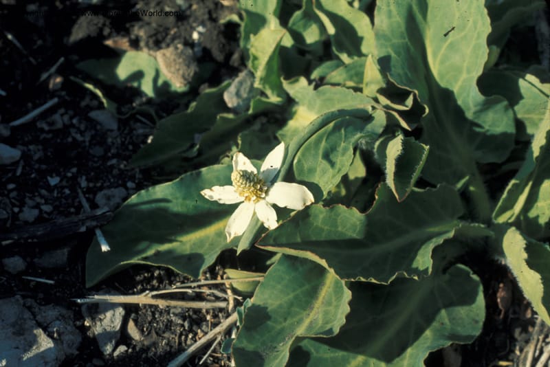 Anemopsis california, CDavidson5688--CA. S. Bernardino Co. Clark Mtn, Pachalka Spg. 29 May 77. 002.jpg