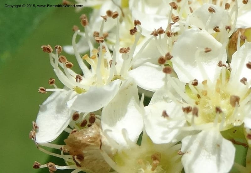 Sorbus aucuparia, Davidson, C 12484--Georgia (Caucasus). Koslitavi, branch of Merisi Gorge. 11 Jun 2014. DSC08456 (257).JPG