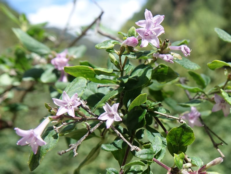 Leptodermis pilosa var. pilosa, D. Boufford 43996--China. Sichuan. Yibailingba-gou. 12 Aug 2017. DSC04660 (511).JPG