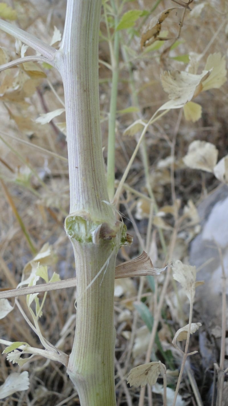 Pimpinella, BE.11.1--Iraq. Kurdistan. Shakh-i Pira Magrun. Zewiya. 14 June 2010. 306 (14).jpg