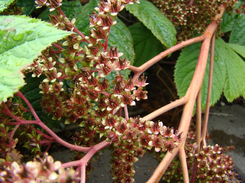 Rodgersia sambucifolia, 16415-0175-1978--Canada. BC. Univ. BC Bot. Garden. 27 Jul 08. 041.jpg