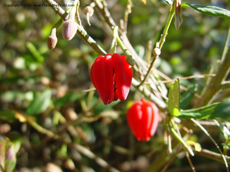 Crinodendron hookerianum. 93.0219--.California. Berkeley Bot. Gard. 10 Feb 03. 121.jpg