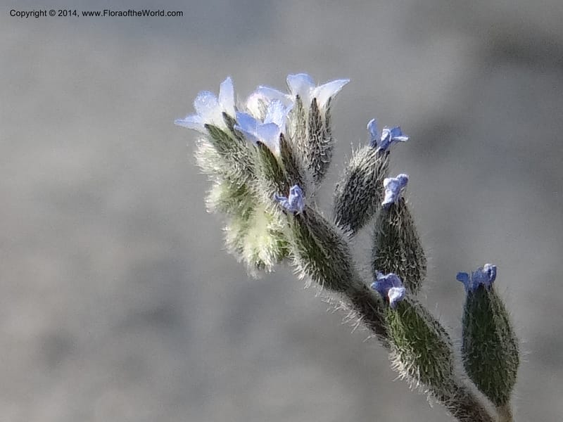 Myosotis micrantha, Smith, J 10739--Idaho. Nez Perce Co. China Garden Cr. 7 May 2013. DSC03632 (5).JPG