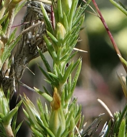 Leptodactylon pungens, C. Davidson 13670--ID. Hwy 20 W of Arco. Open basalt flow. 18 Jun 2017. DSC02519 (82).JPG