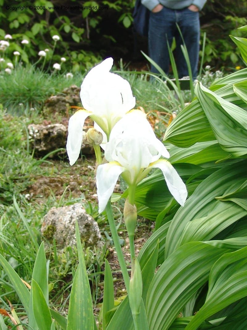 Iris florentina--France. Paris. Jardin des Plantes. 28 Apr 05. 149.jpg
