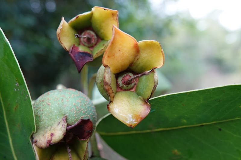 Anneslea fragrans, D. Boufford 33132--China. Yunnan. Meizi Lake Park. 3 May 2018. DSC01424 (304).JPG