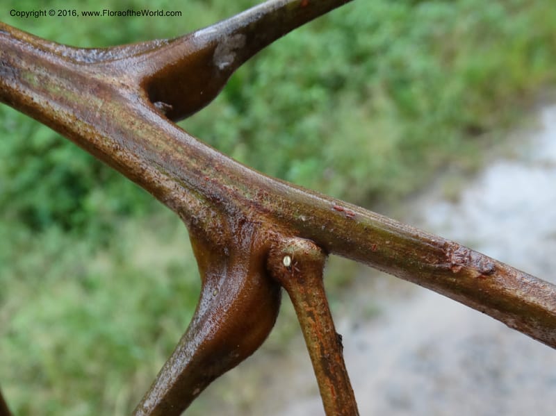 Lepisanthes, Buerki, S 368--Sabah. Sg. Mokodou. 12 Oct 2014. DSC04629 (37).JPG