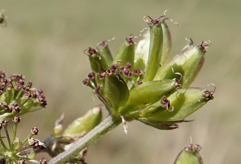 Lomatium macrocarpum, C. Davidson 13790--Oregon. Wallowa Co. Upper Camp Creek Canyon. 5 Jun 2018. DSC05225 (68).JPG