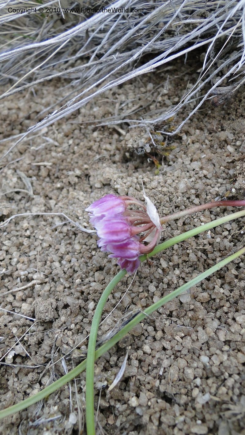 Allium aasiae, not coll.--Idaho. Ada Co. artwright Rd. 22 April 2010. 145 (5).jpg
