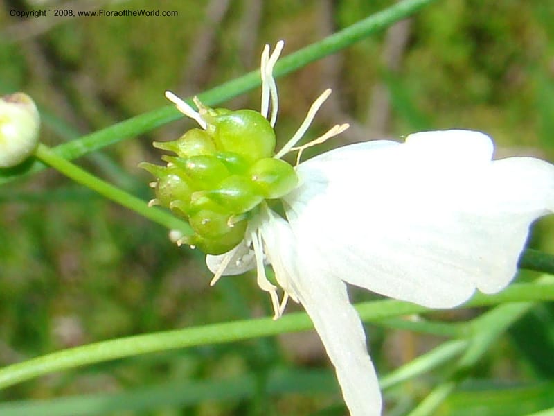 Ranunculus aconitifolius, CDavidson11256--Slovenia. Gorenska Reg. Velika Planina. 6 Jul 08. 171.jpg