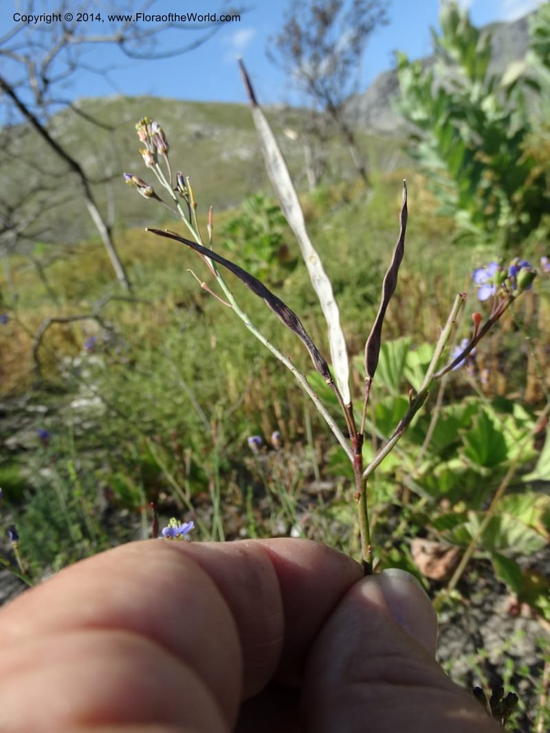 Heliophila, Davidson, C 12320--South Africa. Western Cape. E. side, Fernkloof. 24 Jan 2014. DSC01799 (170).JPG