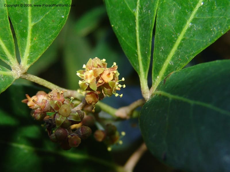 Rhoicissus digitata--So.Africa. E. Cape. Maitland Nat.Res. 5 Mch 05. 048.jpg