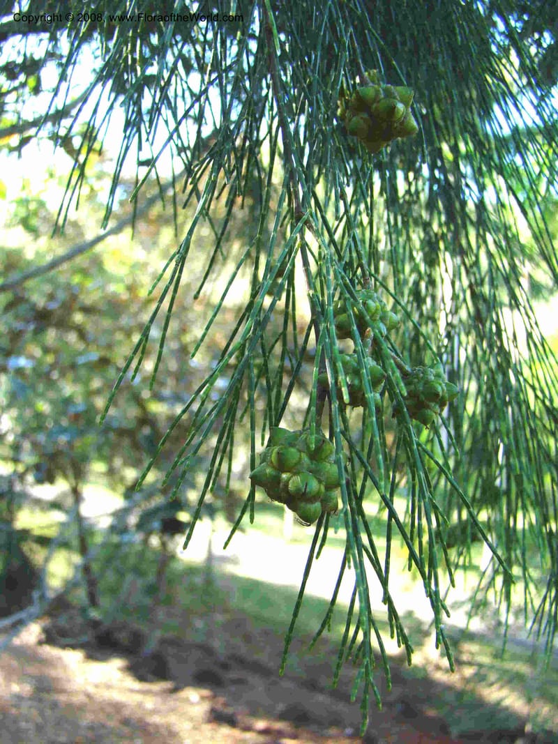 Gymnostoma deplancheanum--N.Caled. Parc Zool. & Forest., Noumea. 10 Nov 07. 049.jpg