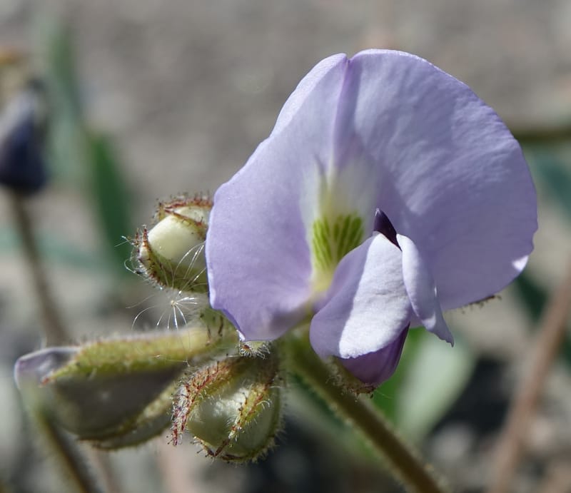 Poissonia heterantha, Fortunato 13088--Argentina. Hwy 150 W of Jachal. 5 Feb 2018. DSC08346 (46).JPG