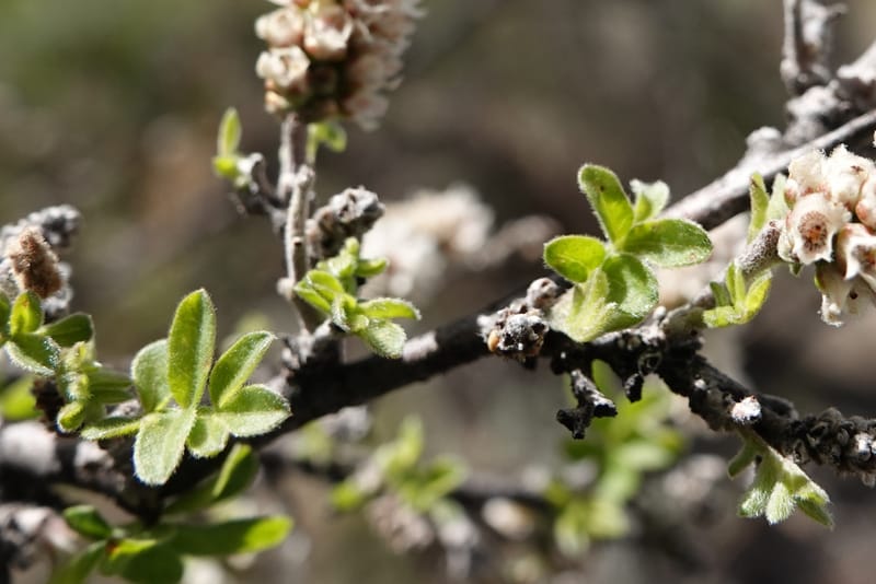Rhus microphylla, C. Davidson 13990--AZ. Cochise Co. Hwy 80 SE of Tombstone. 9 April 2019. DSC07192 (10).JPG