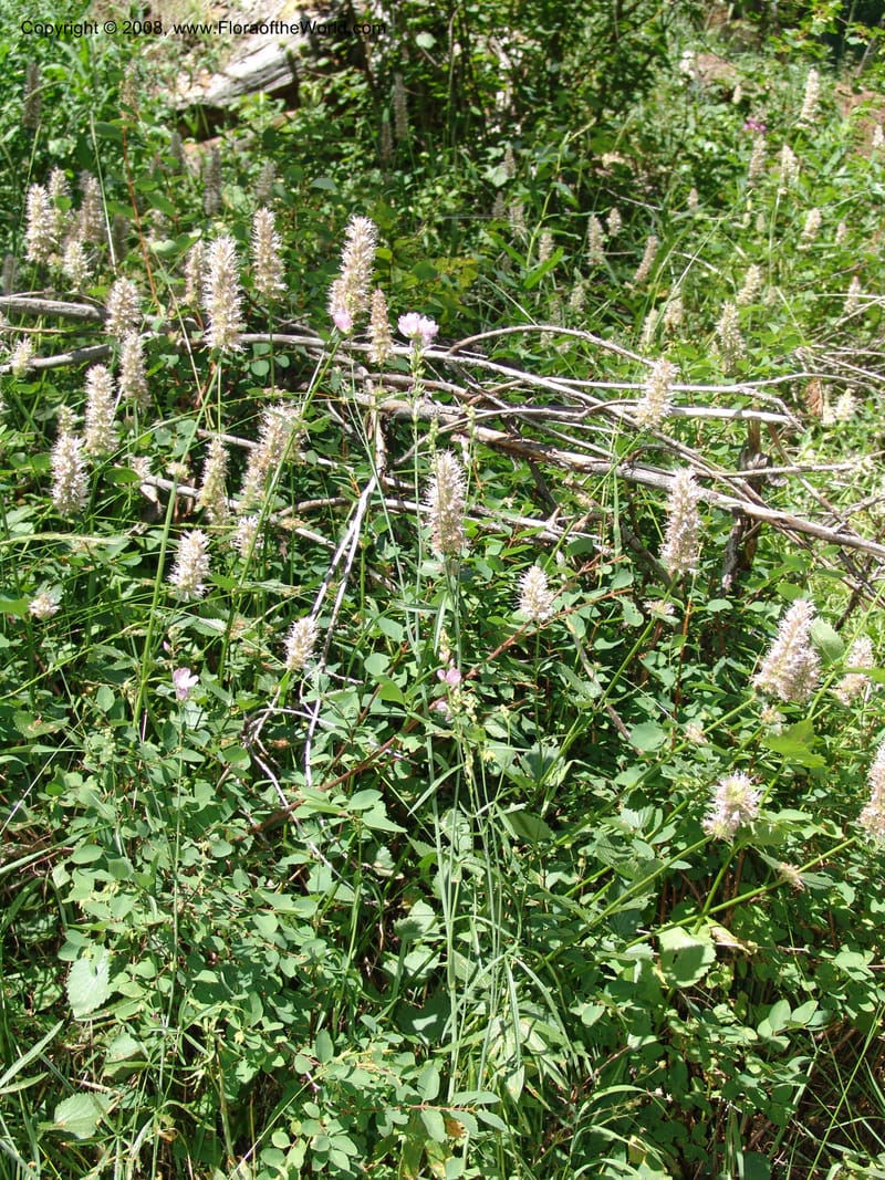 Agastache urticifolia--ID. Valley Co. Sylvan Beach reservoir and trail. 24 Jul 05. 261.jpg