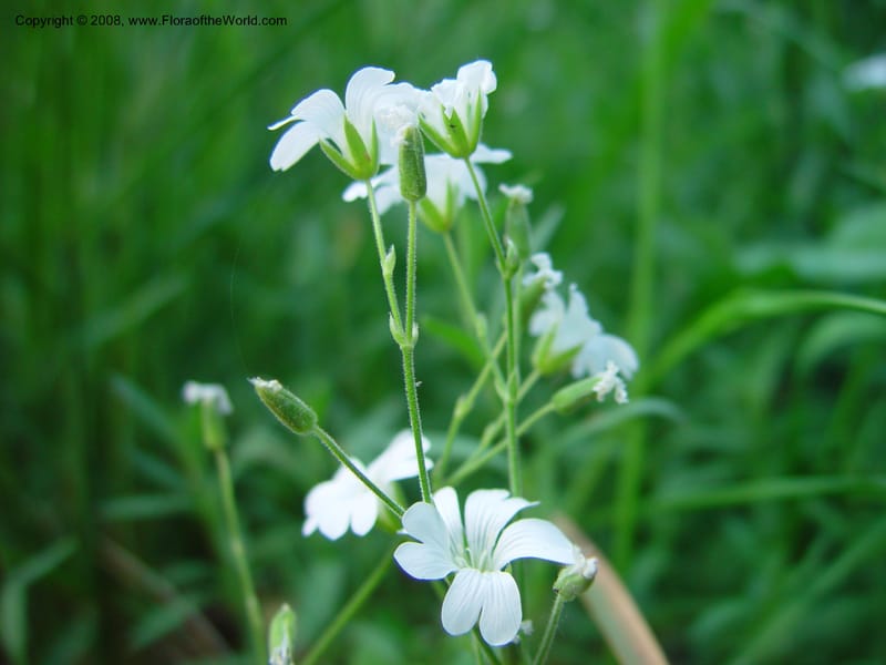 Cerastium--Italy. Tuscany. Ris. Nat. Basso Merse. 20 May 03. 189.jpg