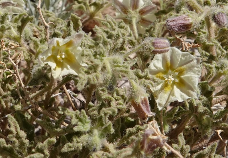 Chamaesaracha sordida, C. Davidson 13996--AZ. Cochise Co. Geronimo Trail Rd. 10 Apr 2019. DSC07357 (36).JPG