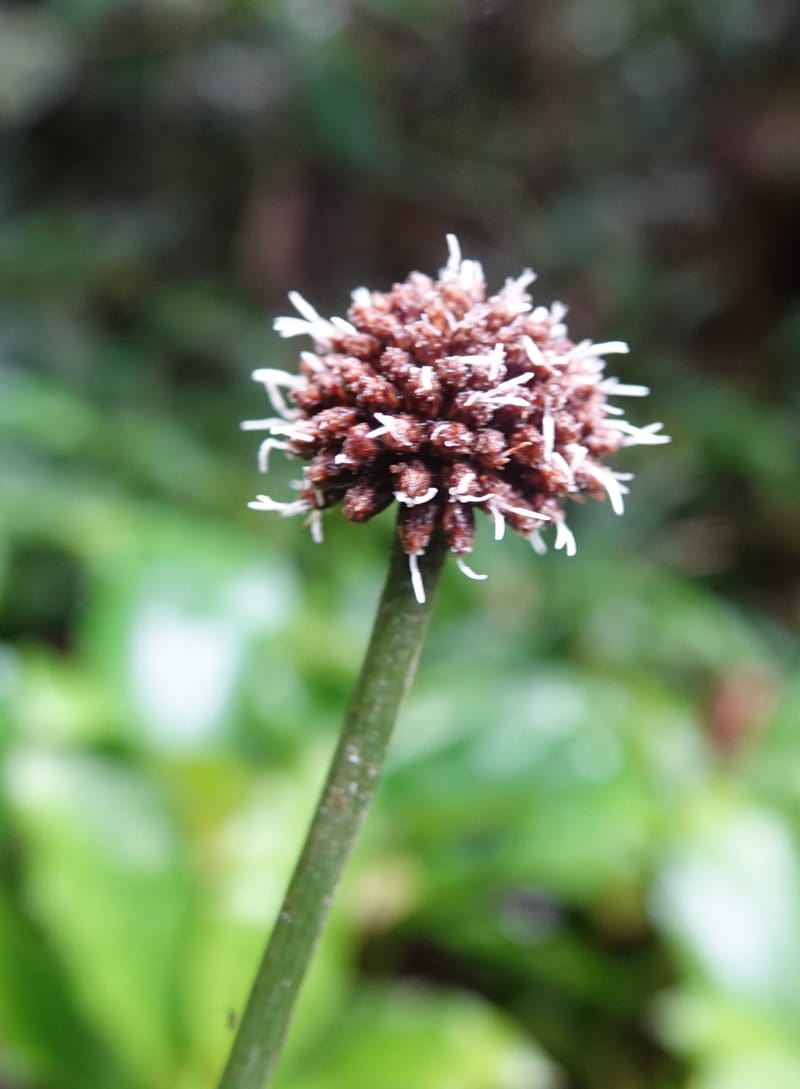 Mapania, C. Davidson 14078--Gabon. Raponda-Wallker. 28 Oct 2019. DSC02420 (153).JPG