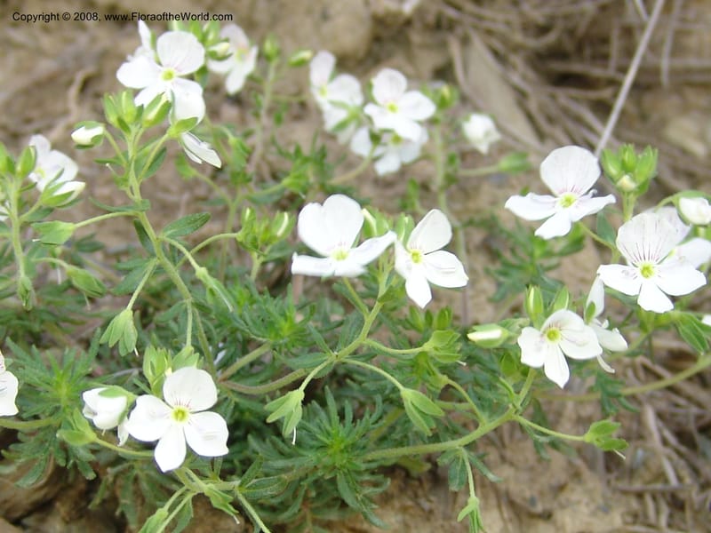 Veronica peduncularis--Georgia. Kazbegi region. E of Sno village. 3 Jun 05. 068.jpg