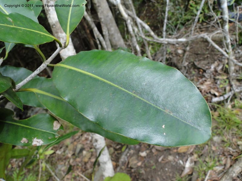 Mammea, M. Callmander 768--New Caledonia. Upper Tene River Valley. 19 Jan 2010. 745 (3).JPG