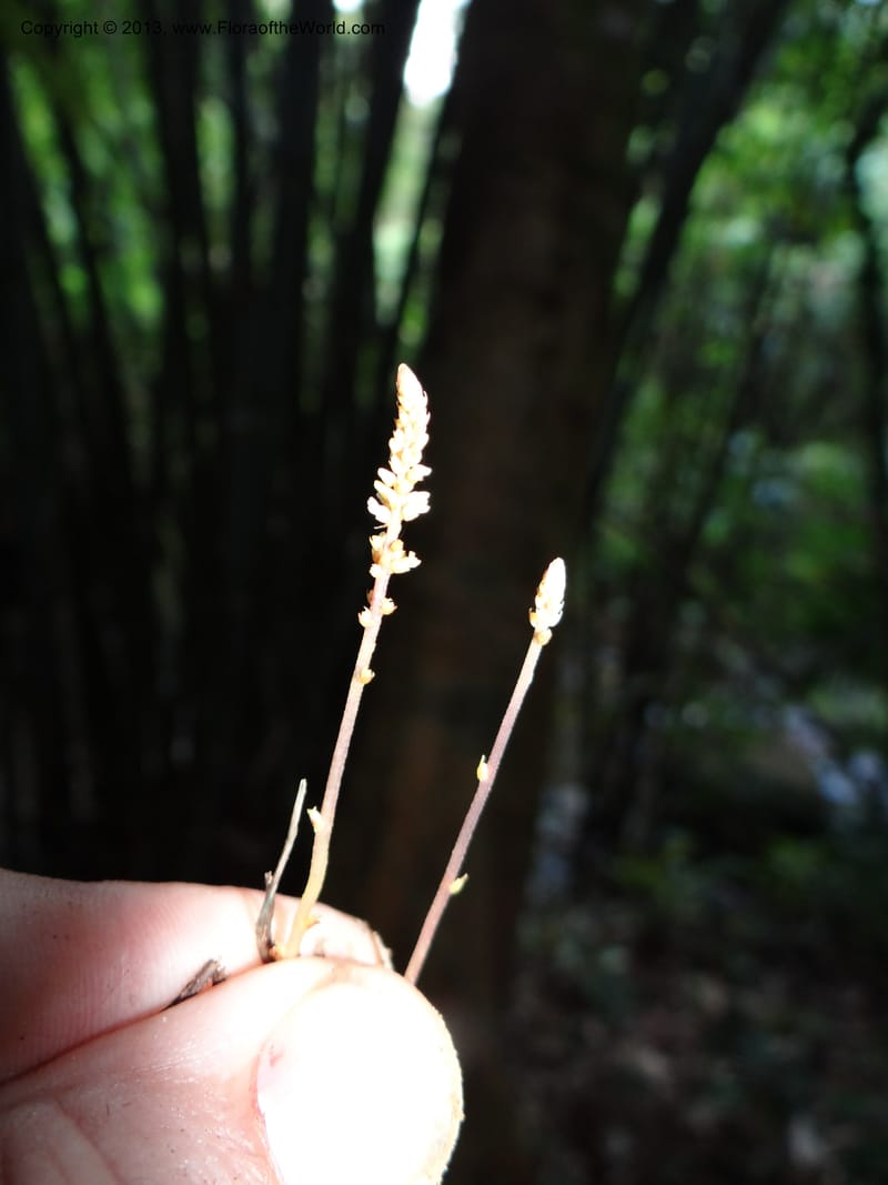 Epirhixanthes elongata, VC 5604--Thailand. Ranong . Klong Naka Wildlife Sanct. 14 Nov 2012. (314).JPG