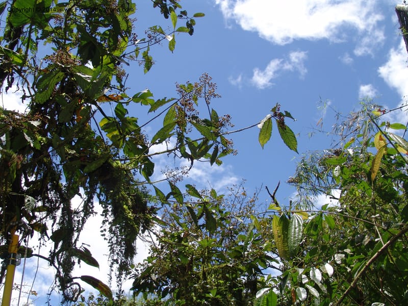 Ardisia, Croat 95845--Ecuador. Maquipucuna Biol. Res. Send. del Rio. 13 Mar 06. 358 (8).jpg