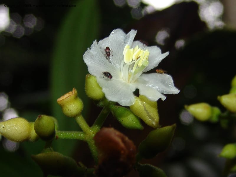 Conostegia, Croat94453--Ecuador. Prov. Pichincha. Res. Guaycuyacu. 10 Feb 05.  042.jpg