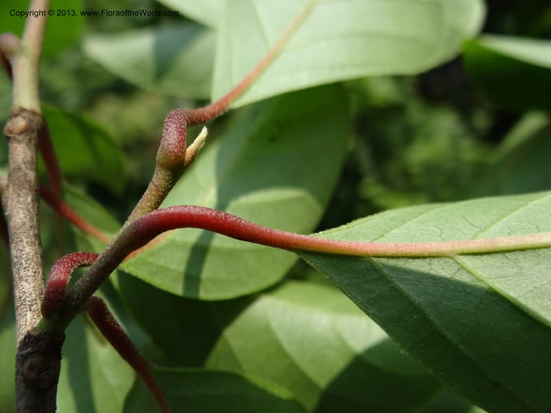 Pterostyrax corymbosus, Li Pan 1205274--China. Zhejiang Prov. Shunxi Village. 28 May 2012. DSC00347 (179).JPG