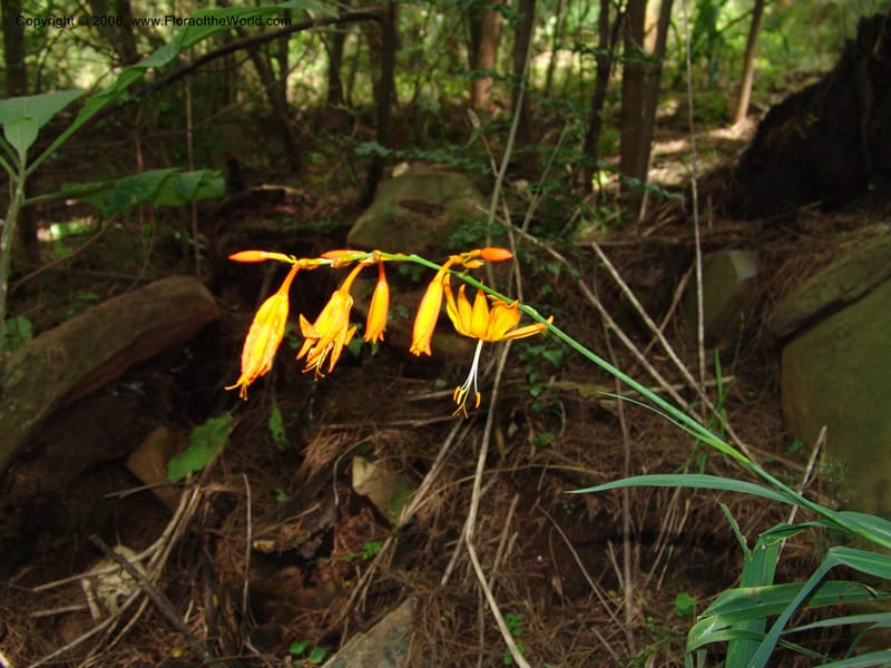 Crocosmia aurea--So.Africa. KZN. Midl. Meand. Granny Mouse. 13 Mch 05. 106.jpg