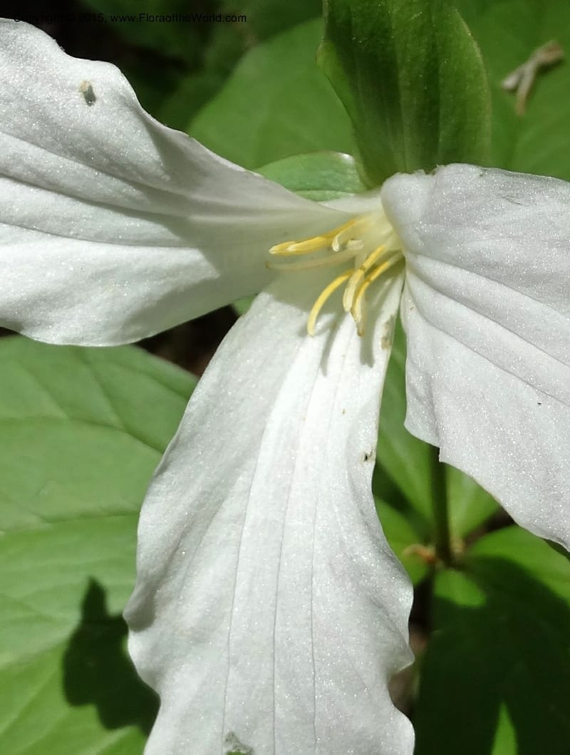 Trillium grandiflorum, Davidson, C 12998--North Carolina. Macon Co. Standing Indian. 14 May 2015. DSC05212 (228).JPG