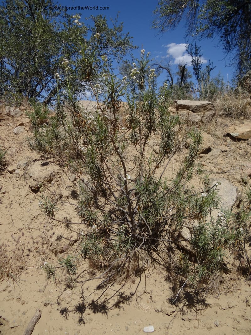 Eriodictyon angustifolium, Davidson, C 11943--AZ. Yavapai Co. Crown King Rd. 7 May 2012. DSC0894 1 (101).JPG