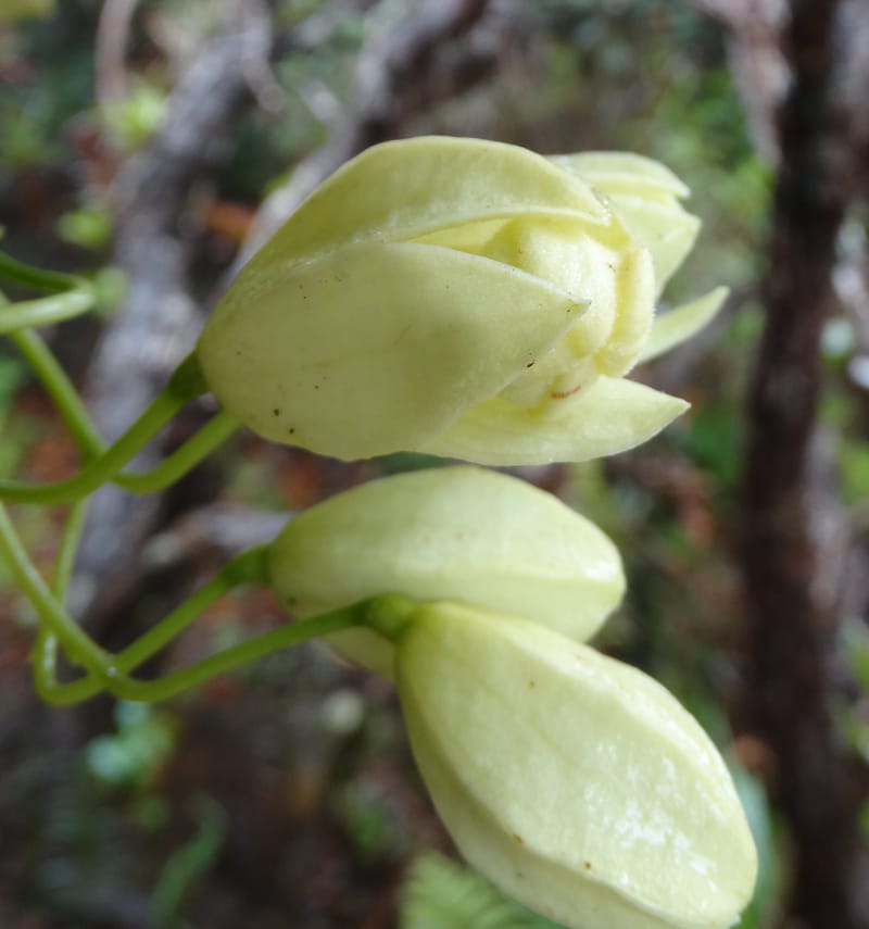 Oxera crassifolia, Munzinger, J 7429--New Caledonia. Mont Humboldt. 14 Nov 2015. DSC02401 (263).JPG